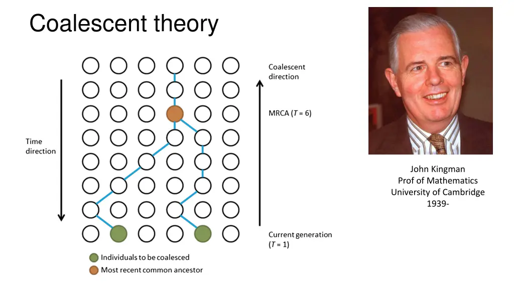 coalescent theory