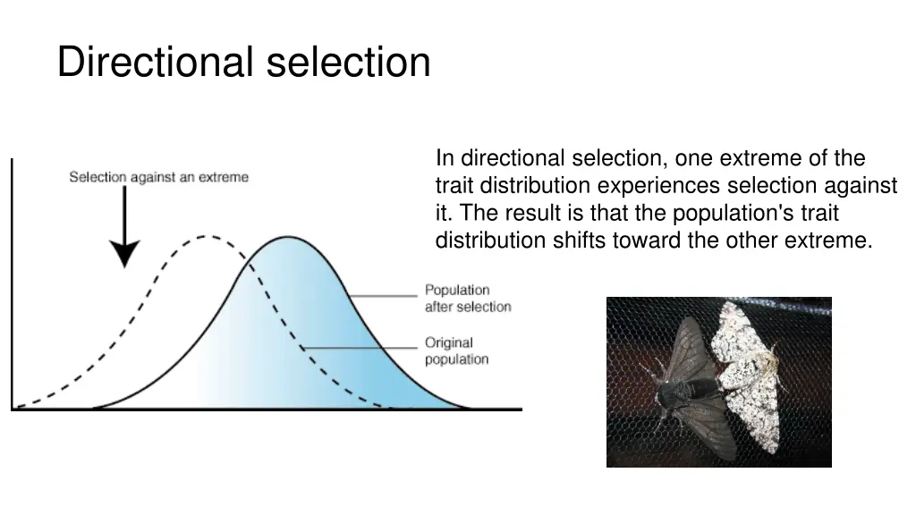 directional selection