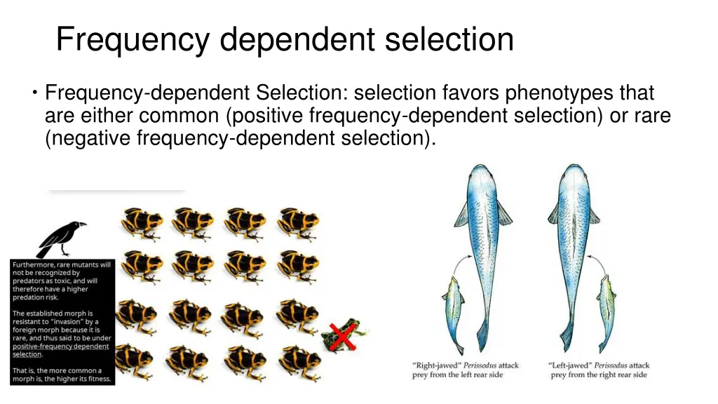 frequency dependent selection