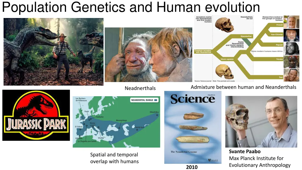 population genetics and human evolution