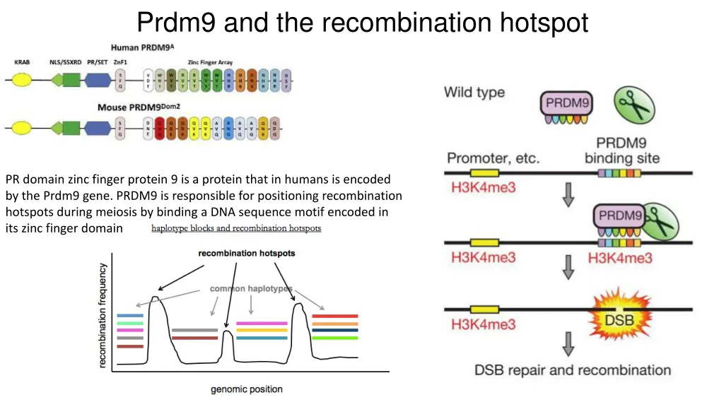 prdm9 and the recombination hotspot