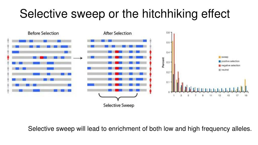 selective sweep or the hitchhiking effect