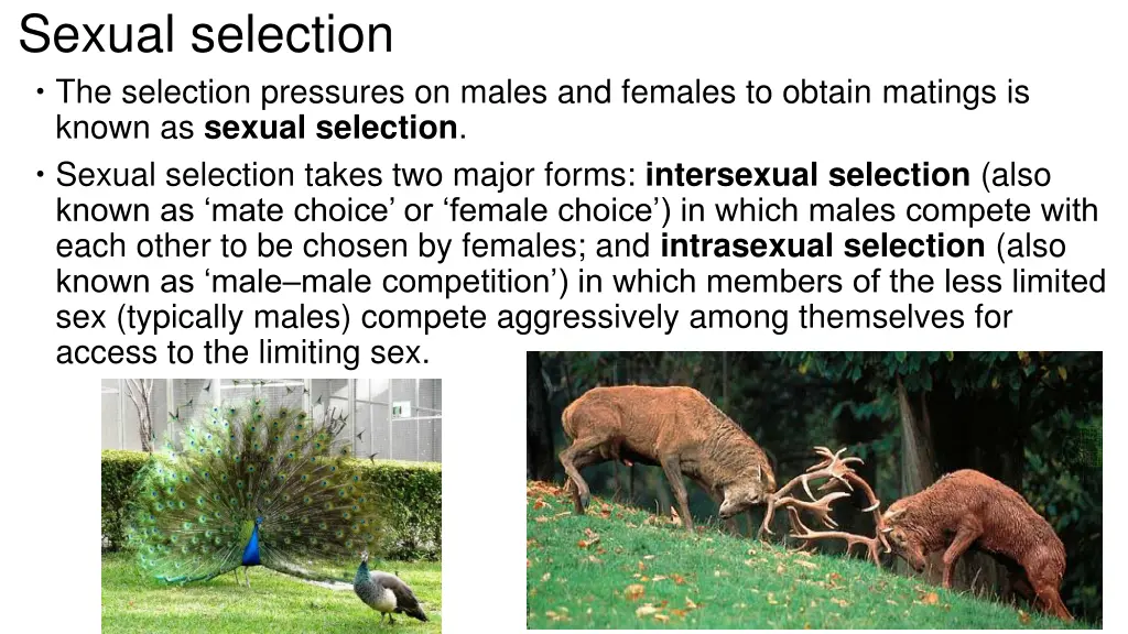 sexual selection the selection pressures on males