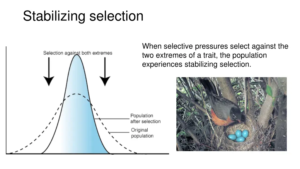 stabilizing selection