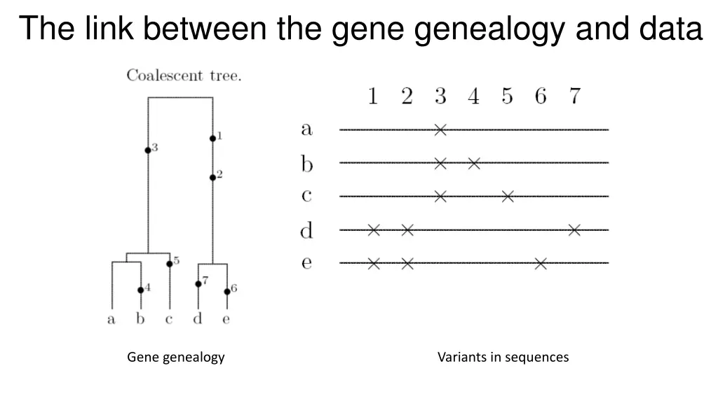 the link between the gene genealogy and data