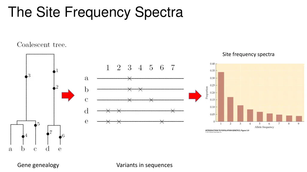 the site frequency spectra