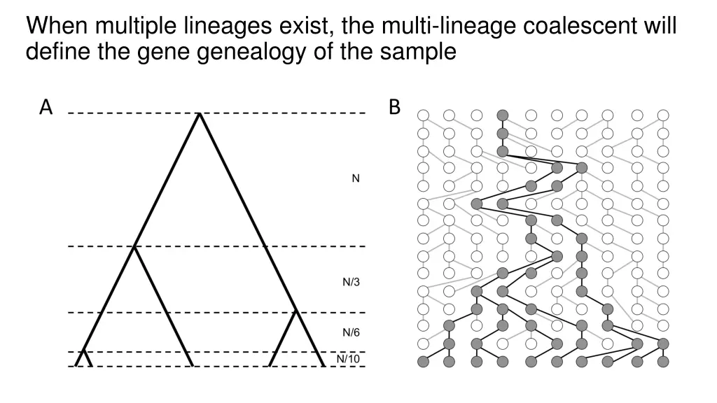 when multiple lineages exist the multi lineage