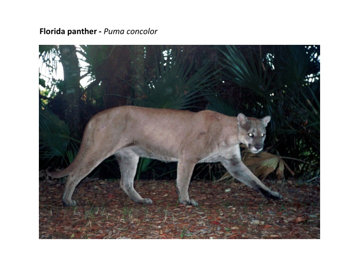 florida panther puma concolor