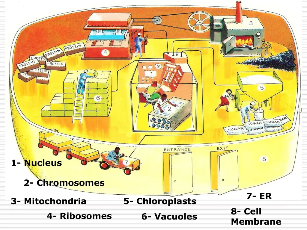 1 nucleus