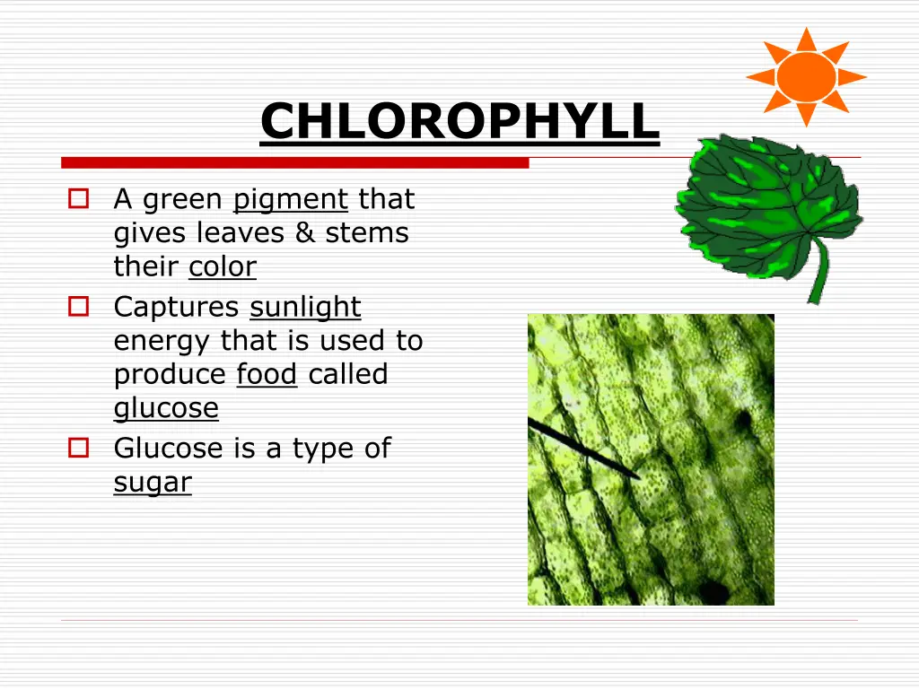 chlorophyll