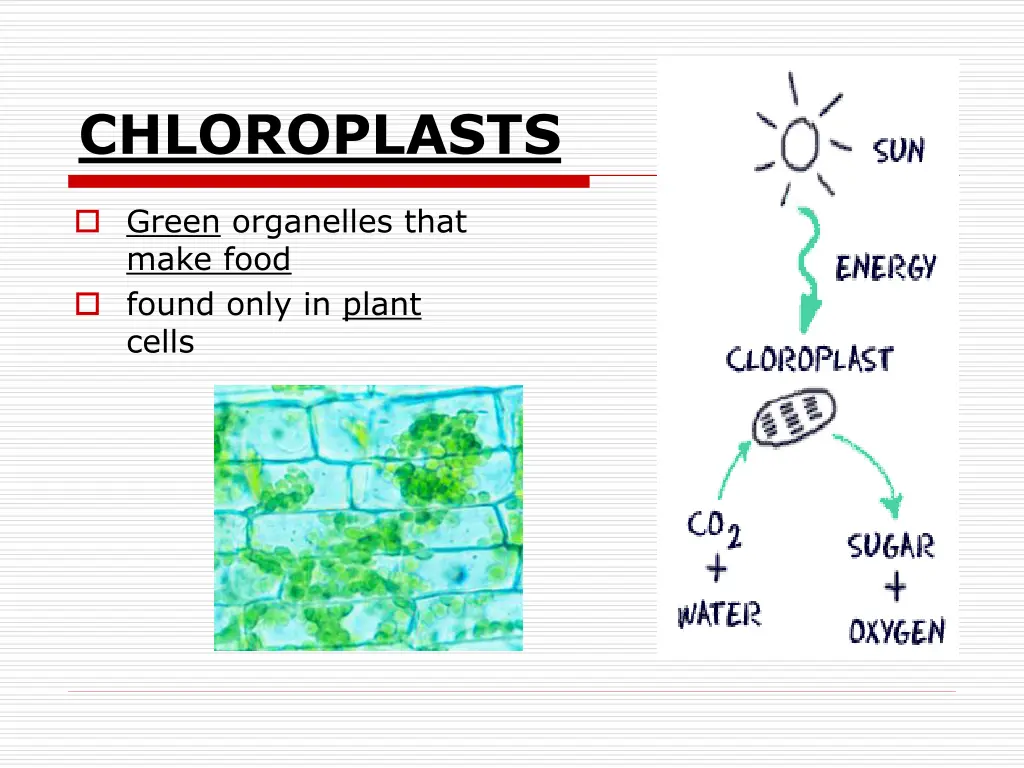 chloroplasts