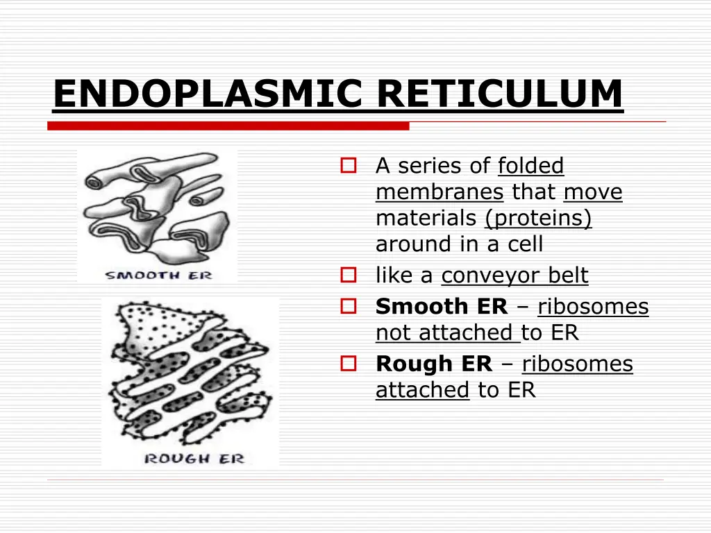 endoplasmic reticulum