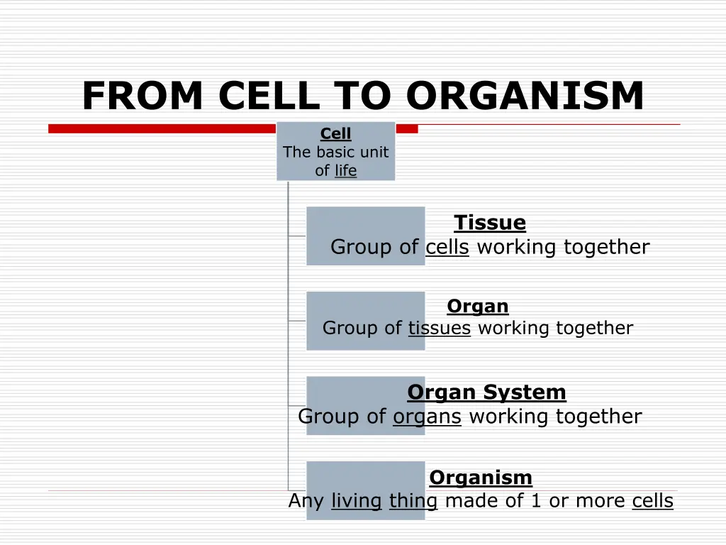 from cell to organism cell the basic unit of life