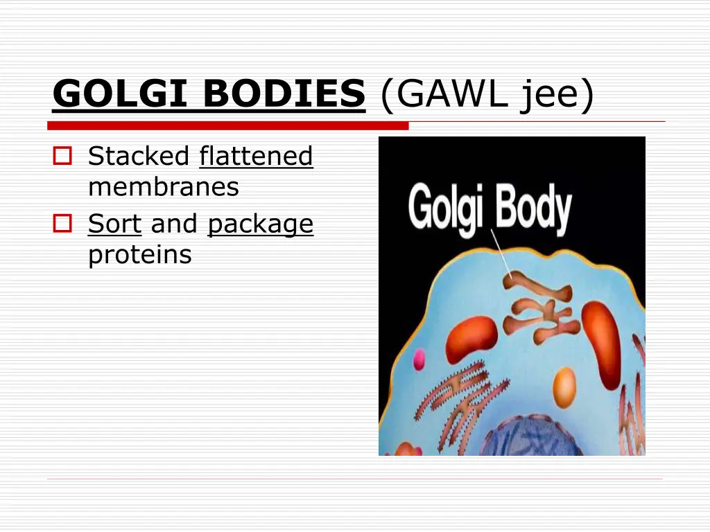 golgi bodies gawl jee