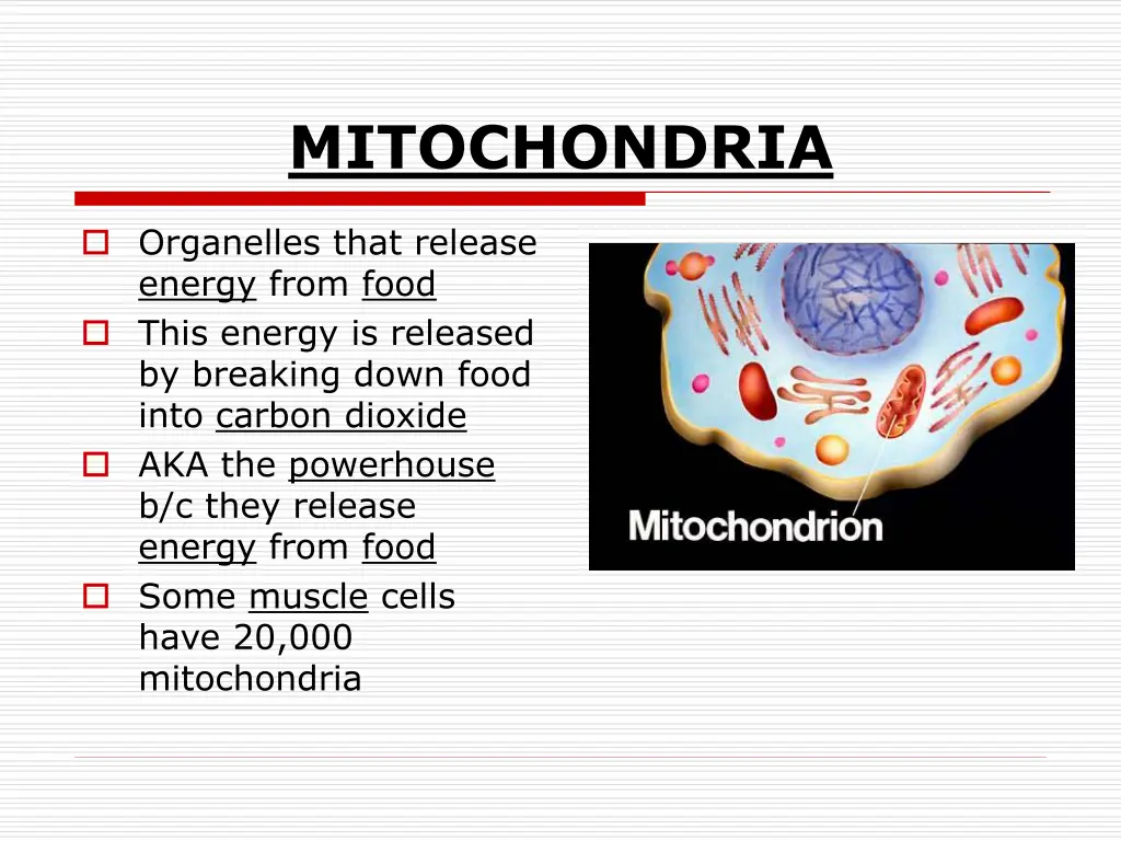 mitochondria