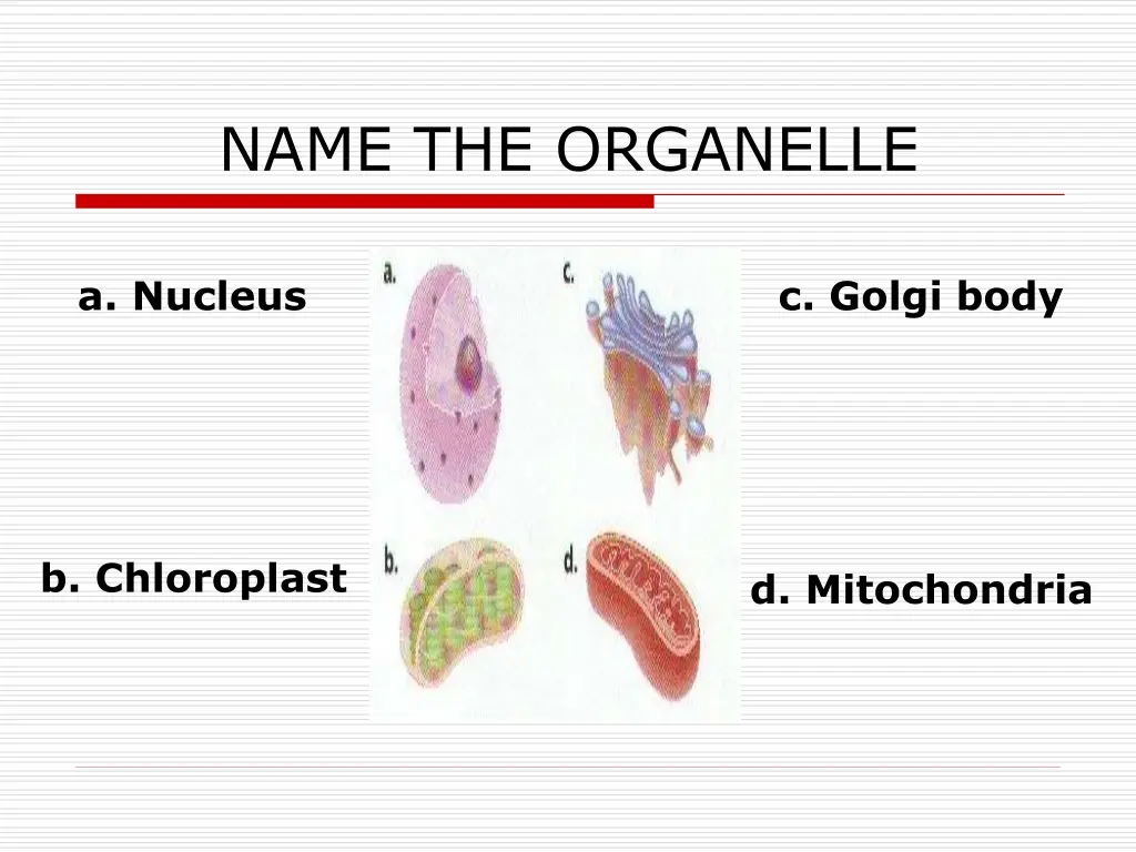 name the organelle