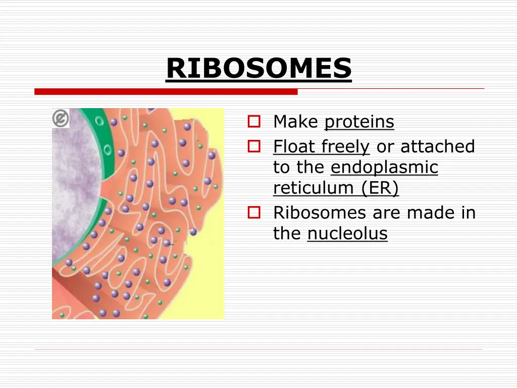 ribosomes