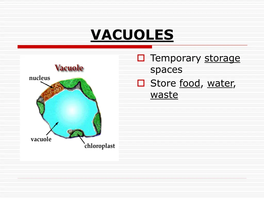 vacuoles