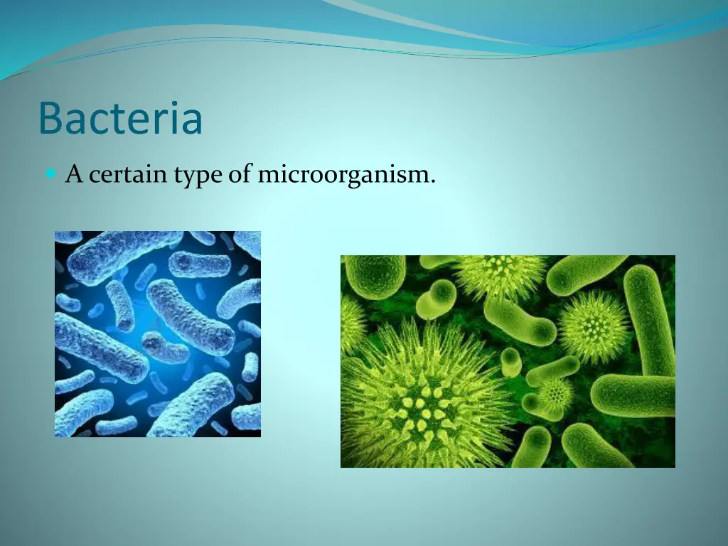 bacteria