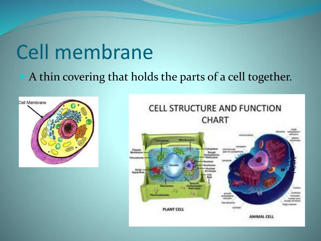 cell membrane