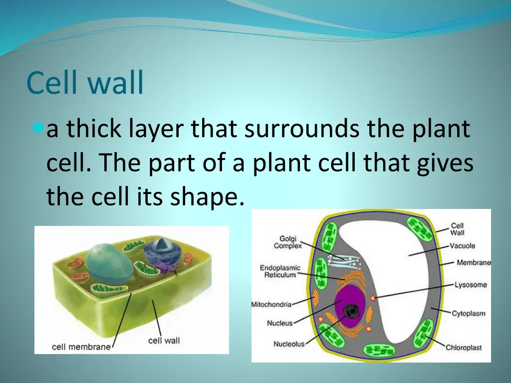 cell wall a thick layer that surrounds the plant