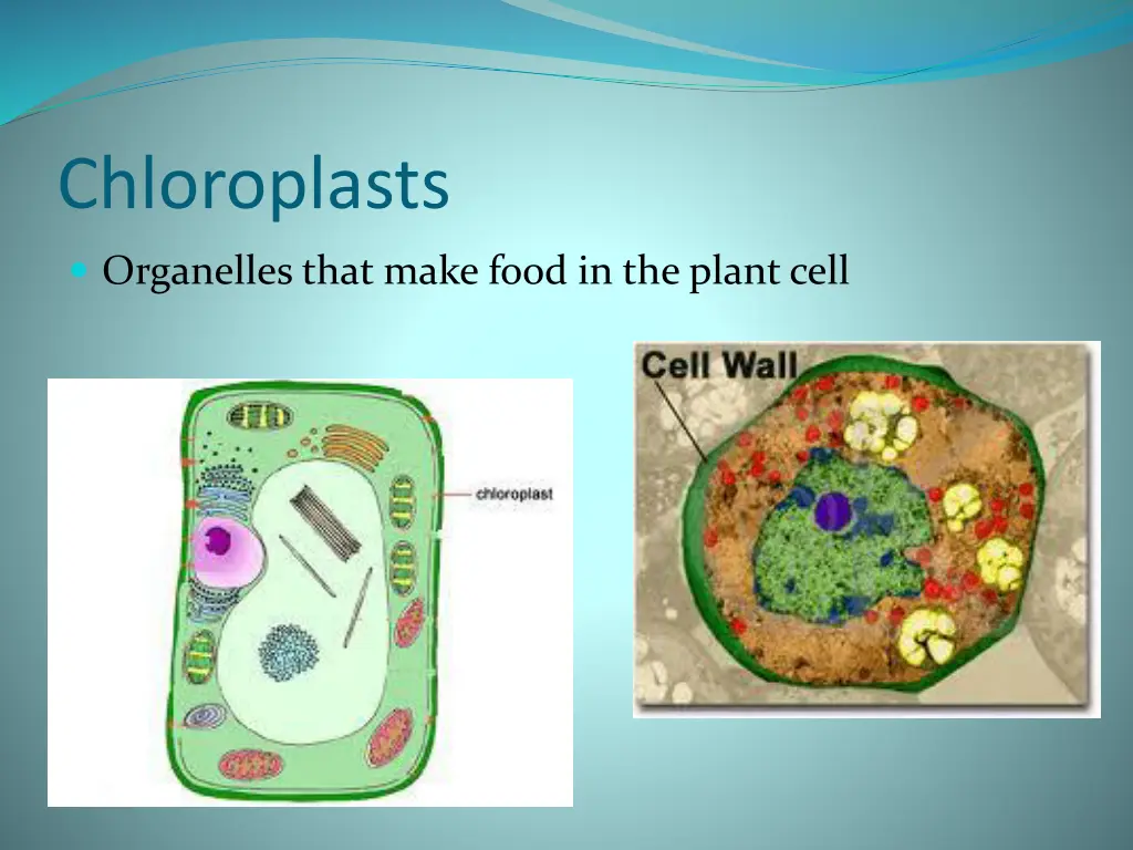 chloroplasts