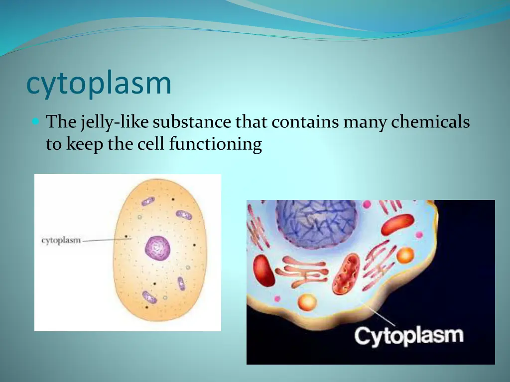 cytoplasm