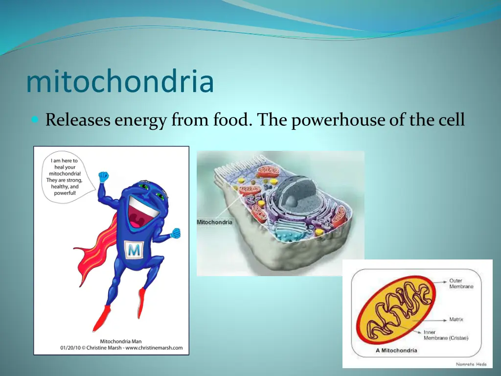 mitochondria