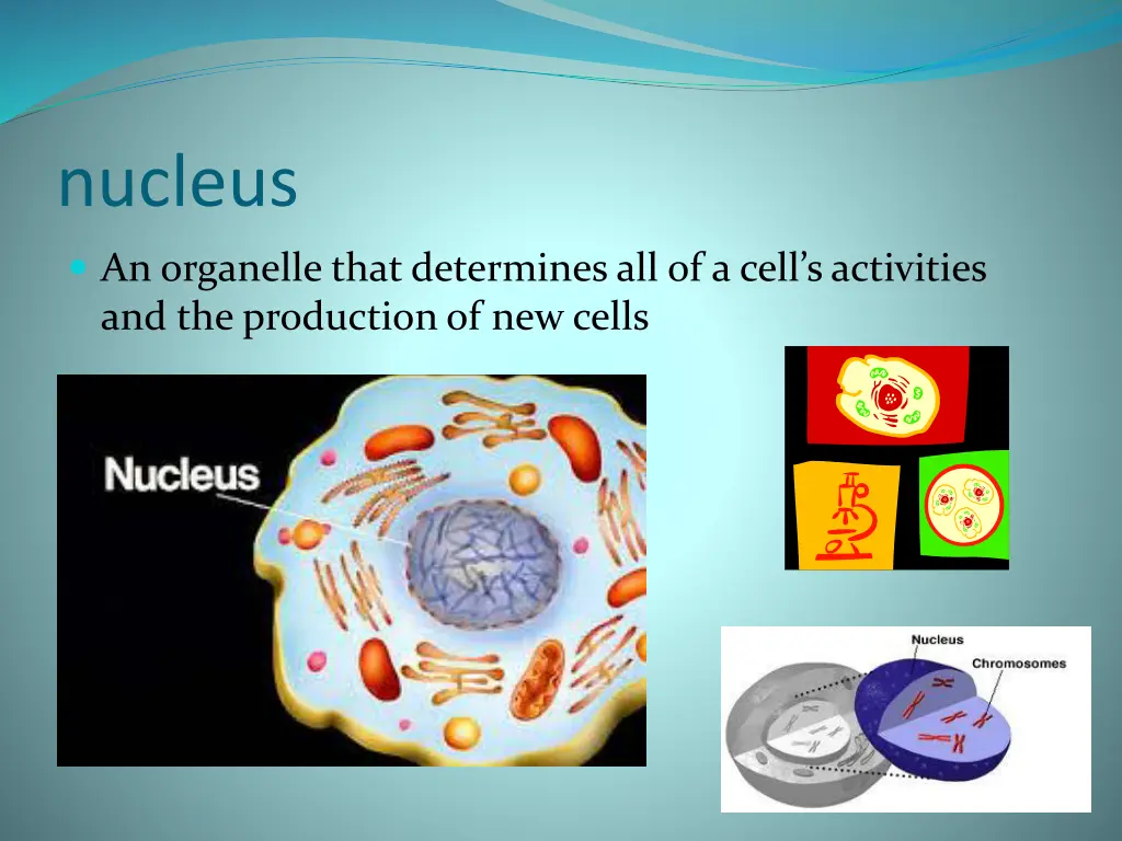 nucleus