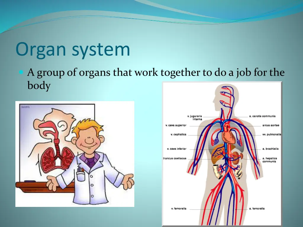 organ system