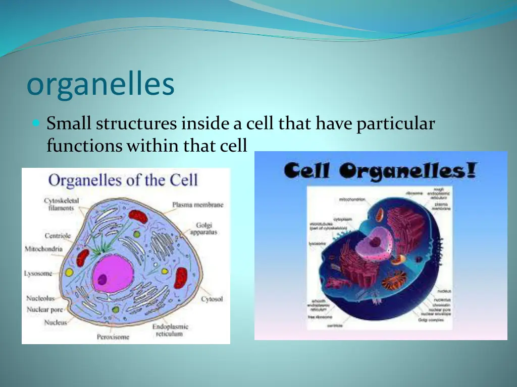 organelles