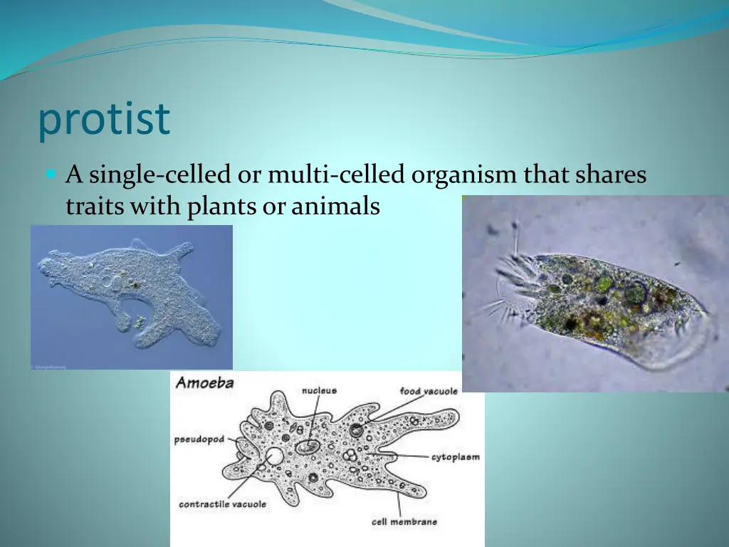 protist