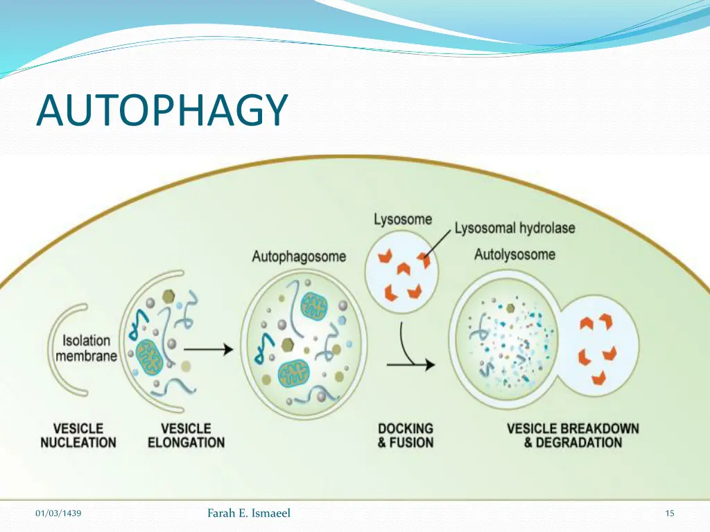 autophagy