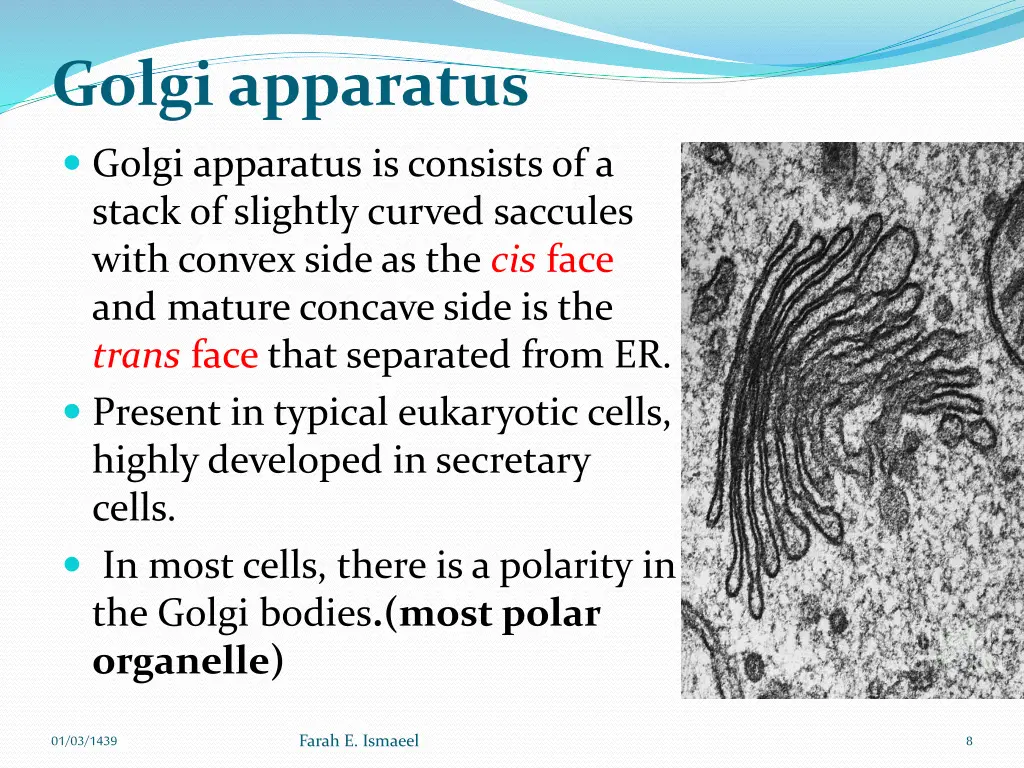 golgi apparatus