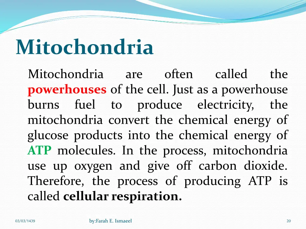 mitochondria 2