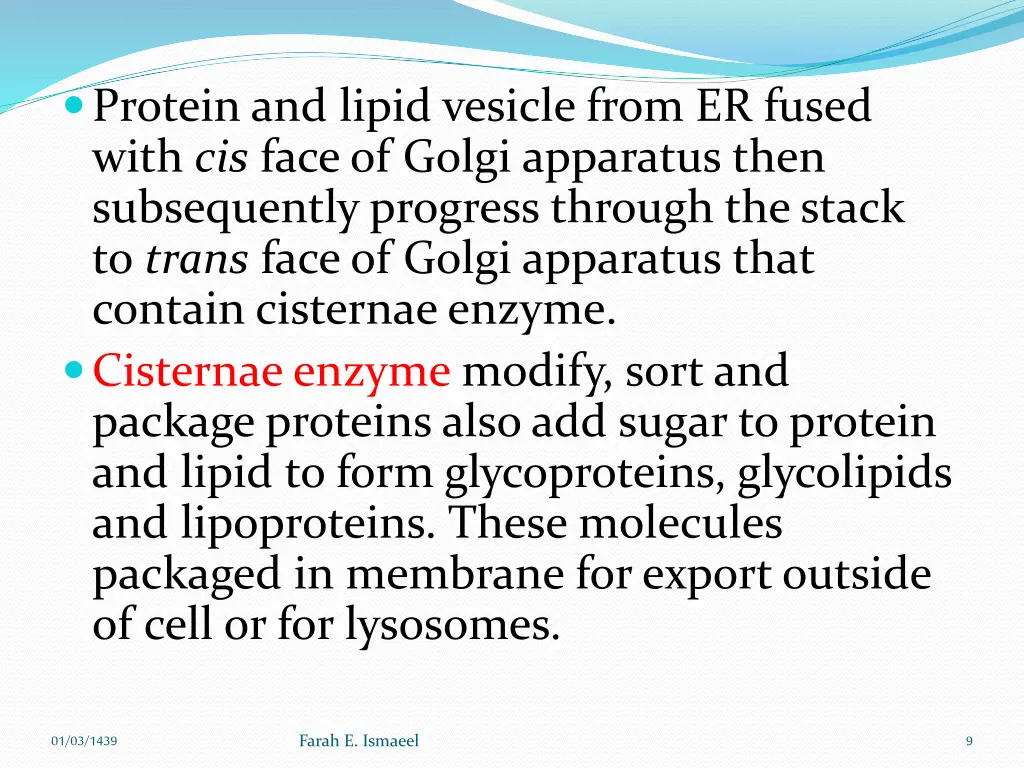 protein and lipid vesicle from er fused with