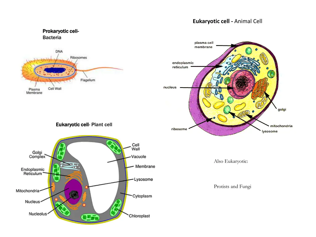 eukaryotic cell animal cell