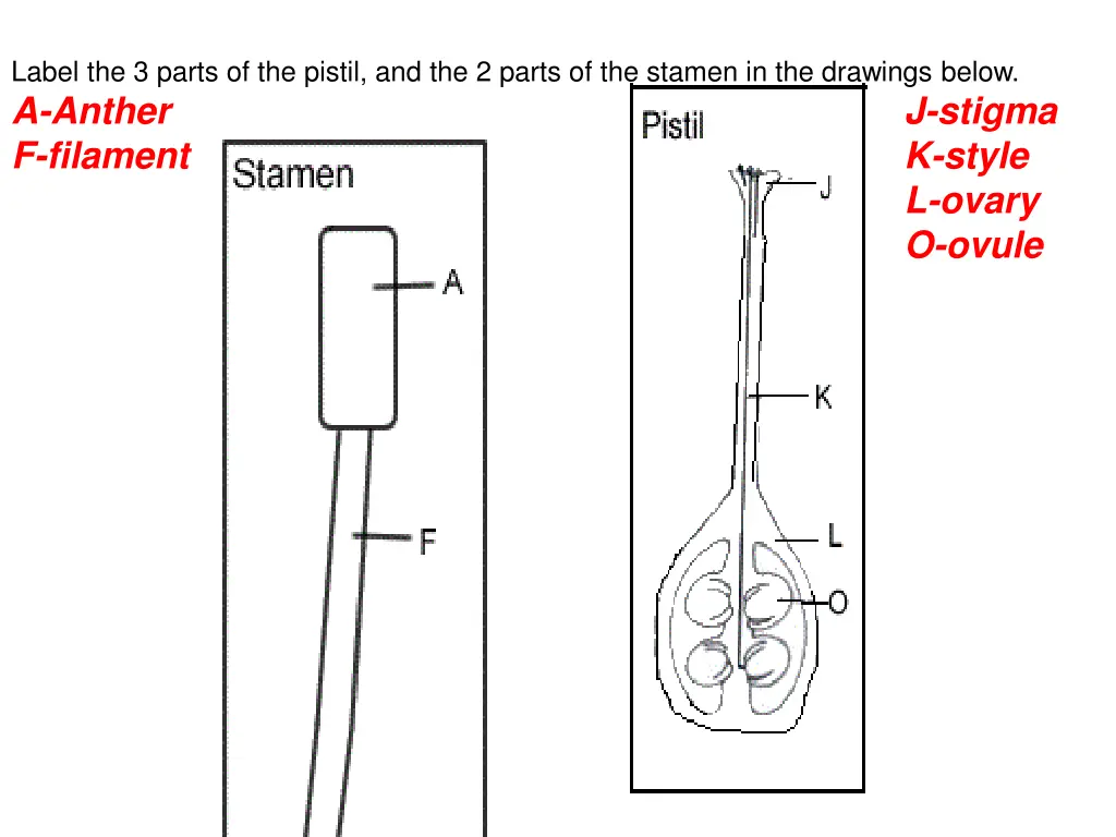 label the 3 parts of the pistil and the 2 parts 1