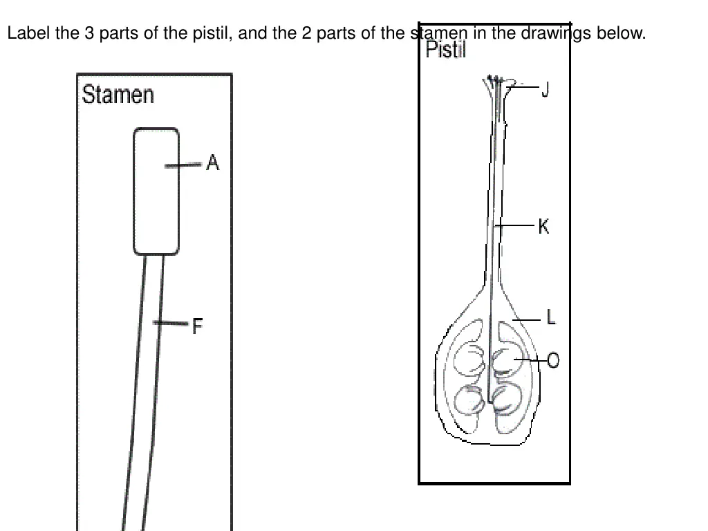 label the 3 parts of the pistil and the 2 parts