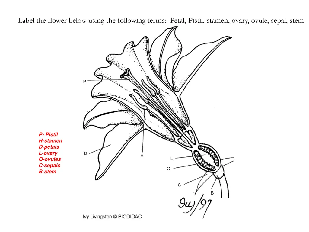 label the flower below using the following terms 1