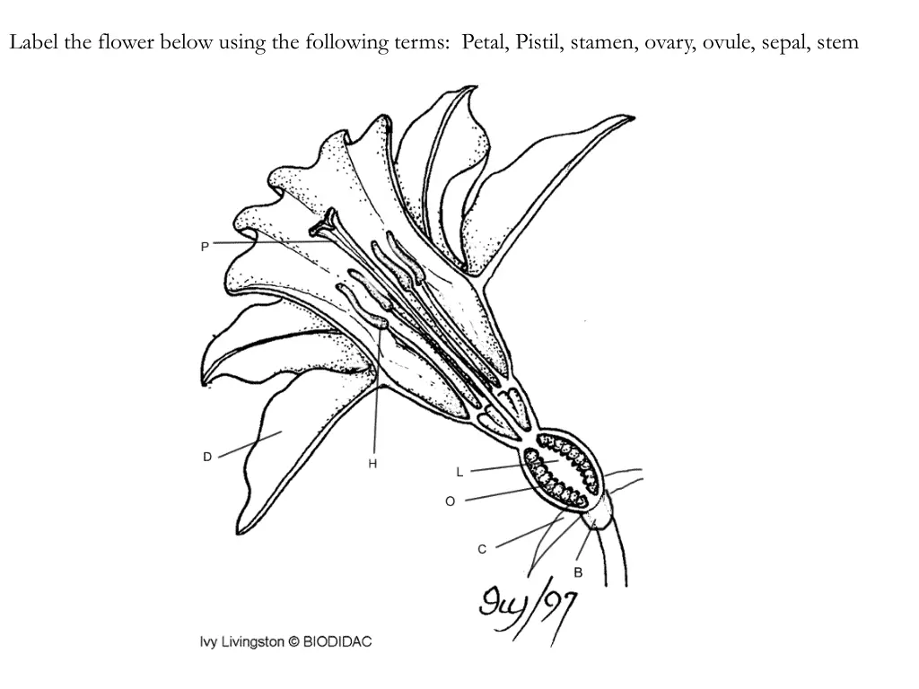 label the flower below using the following terms