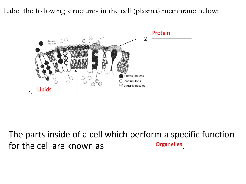 label the following structures in the cell plasma 1