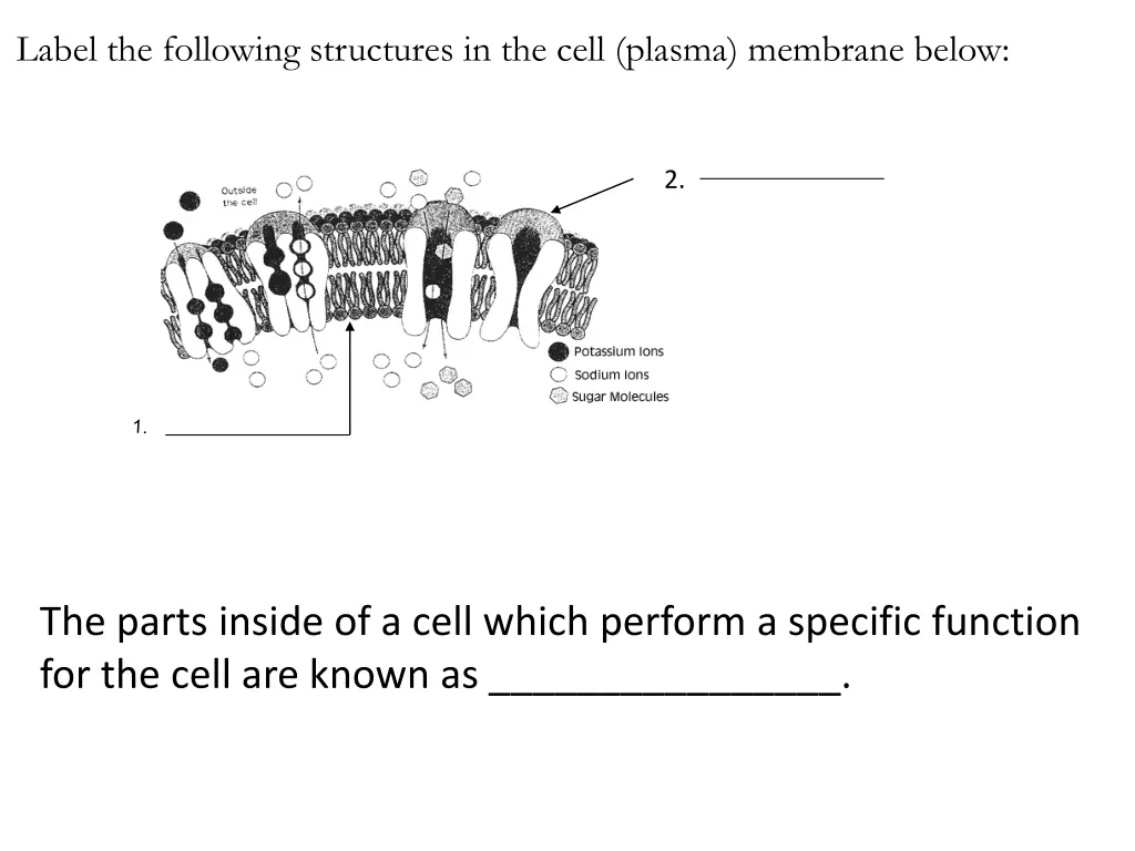 label the following structures in the cell plasma