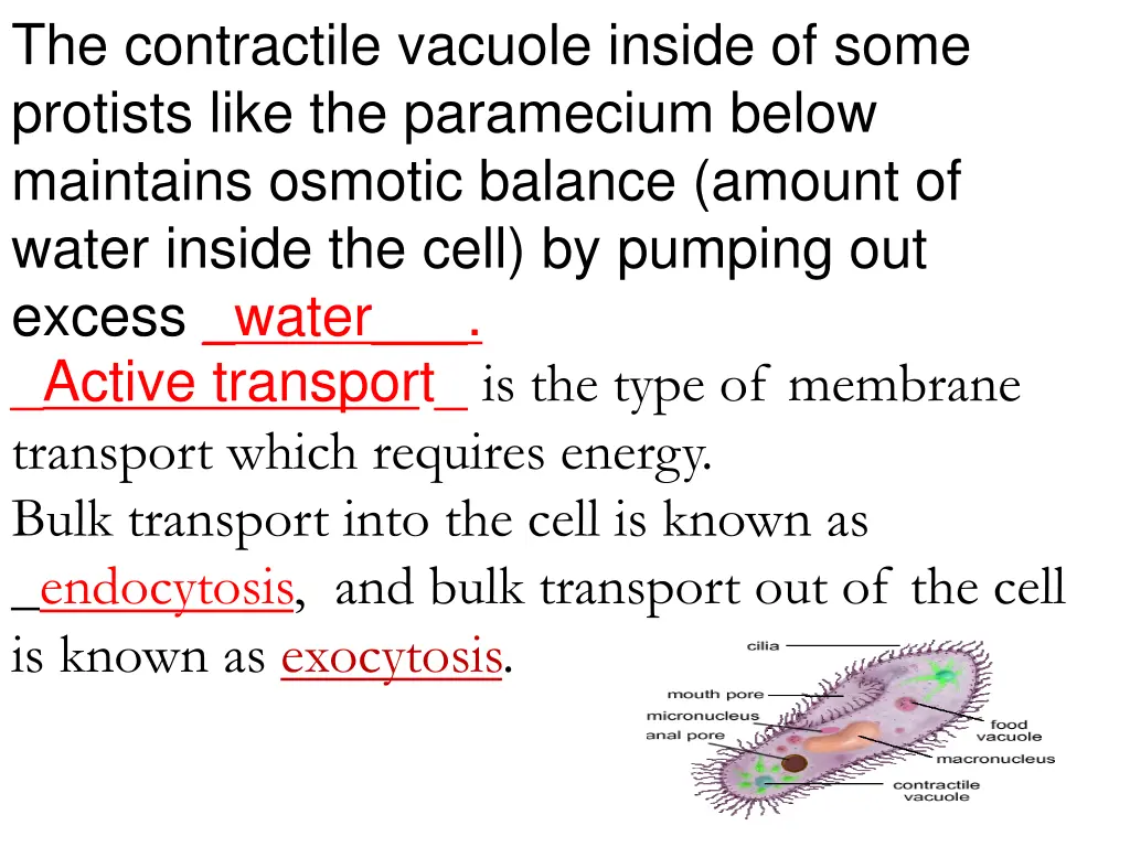 the contractile vacuole inside of some protists 1