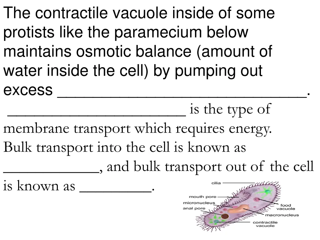 the contractile vacuole inside of some protists