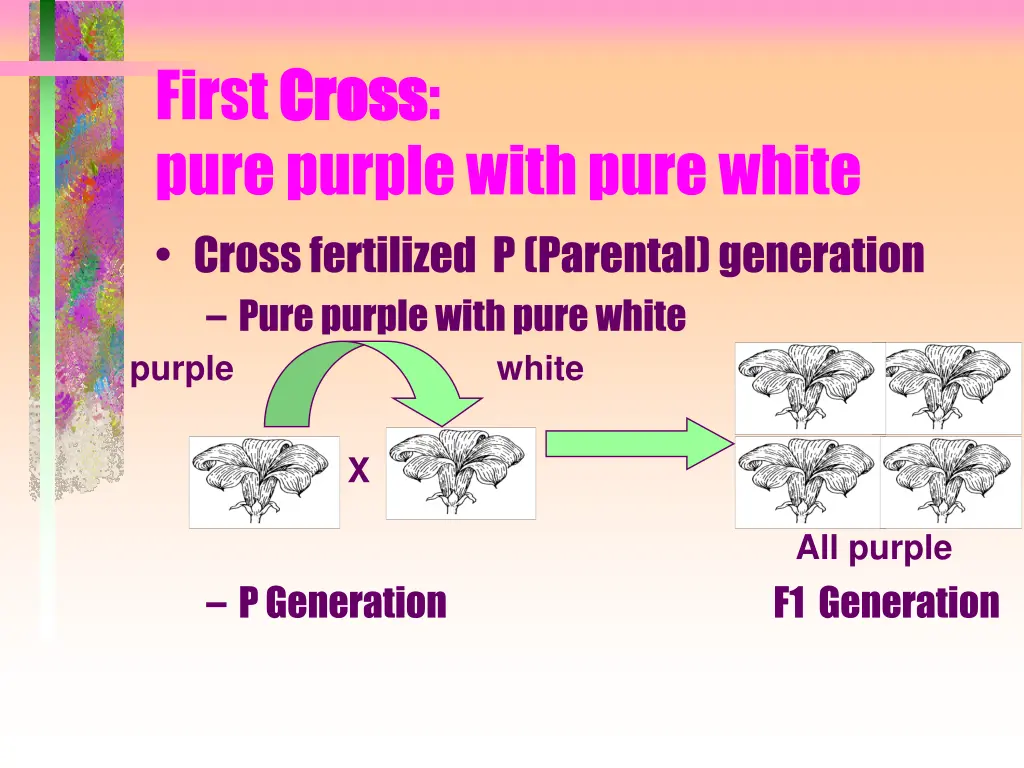 first cross cross pure purple with pure white