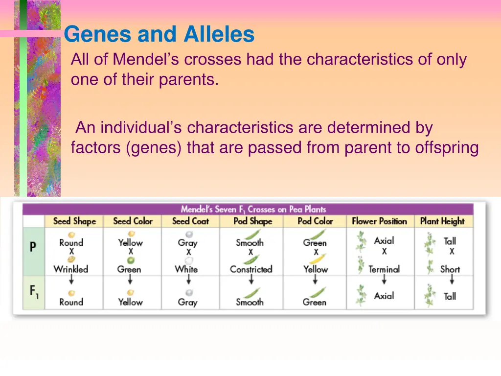 genes and alleles all of mendel s crosses