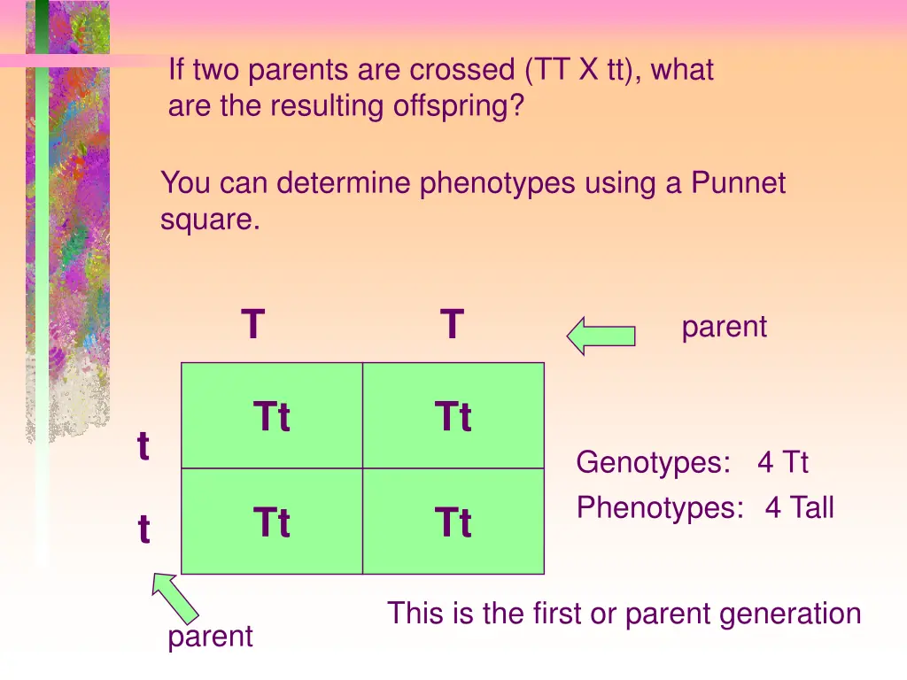 if two parents are crossed tt x tt what