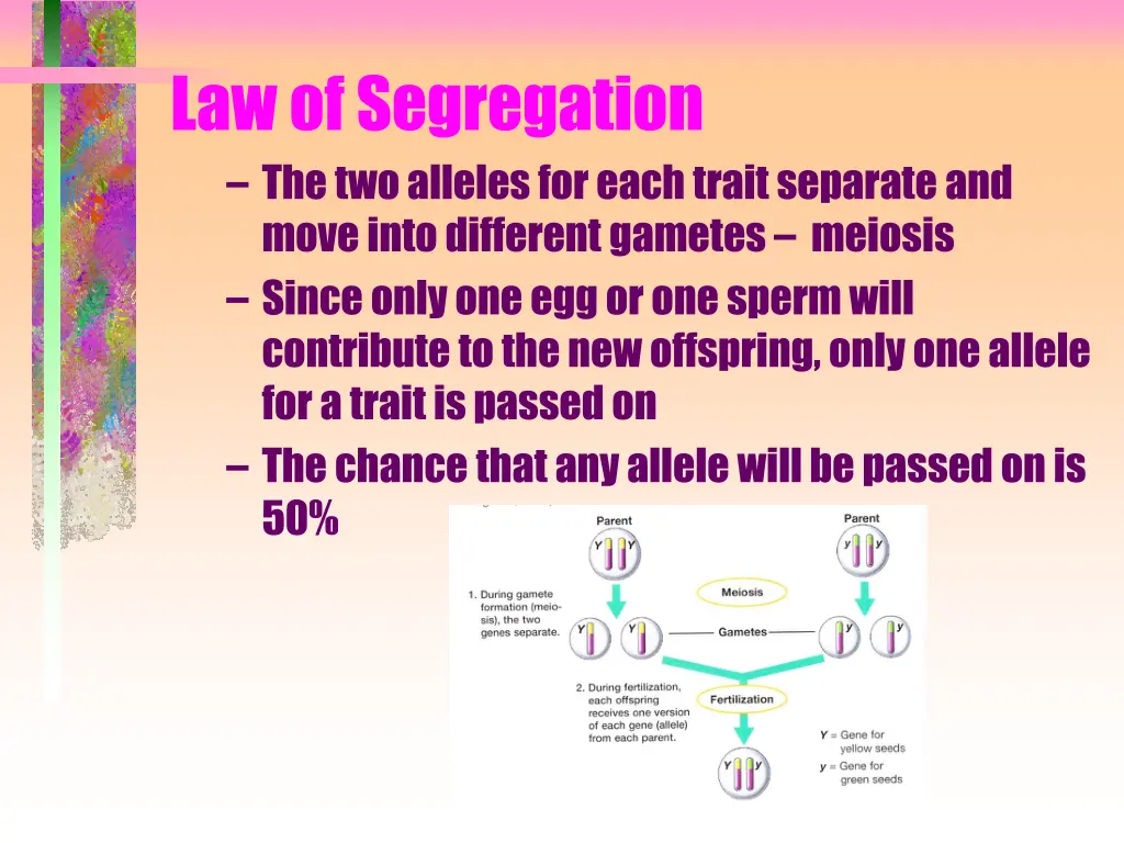 law of segregation the two alleles for each trait