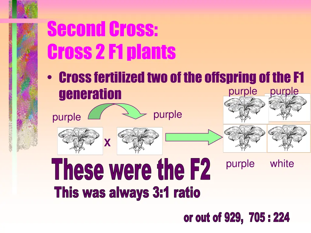 second cross cross 2 f1 plants cross fertilized